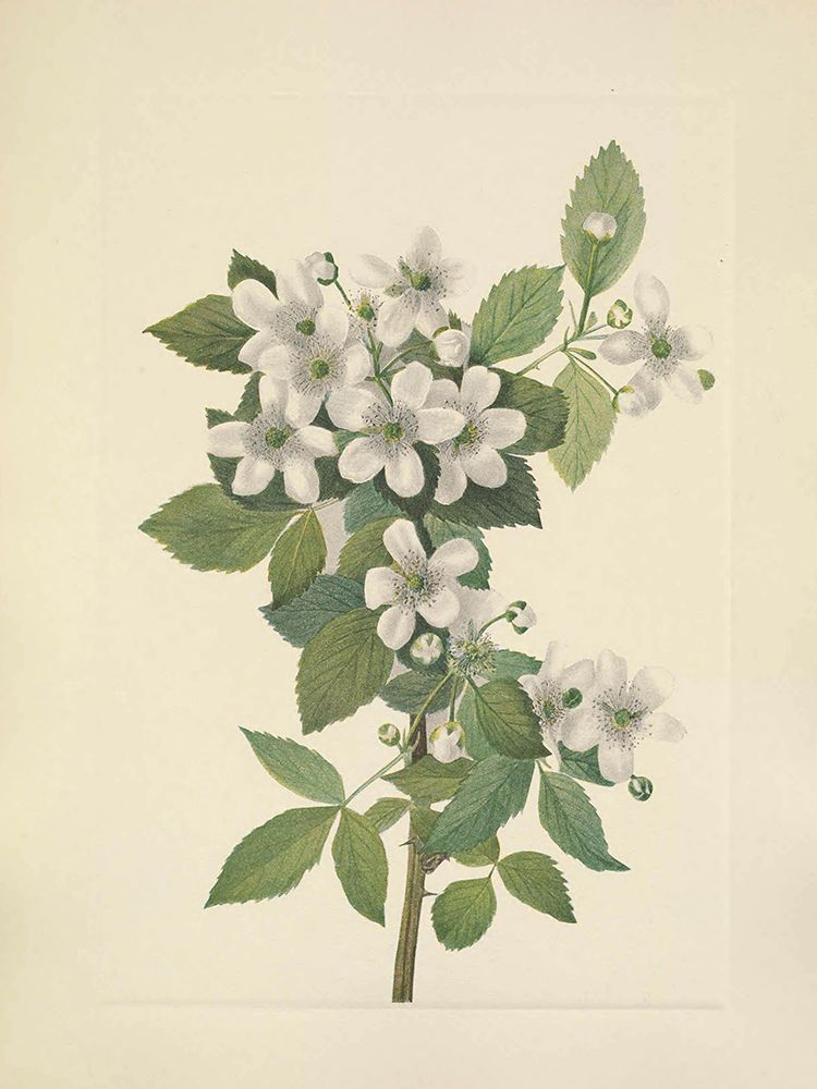 North American Wild Flowers 1925 - Highbush Blackberry art print by Mary Walcott for $57.95 CAD