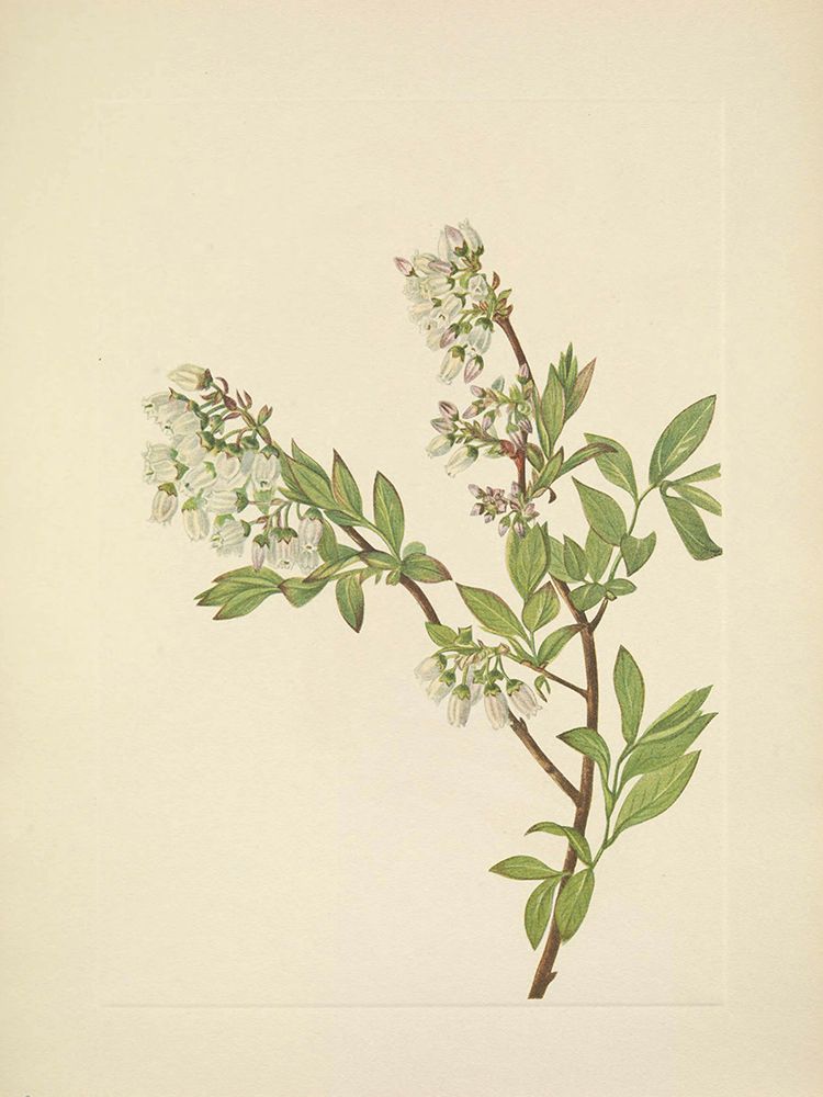 North American Wild Flowers 1925 - Highbush Blueberry art print by Mary Walcott for $57.95 CAD