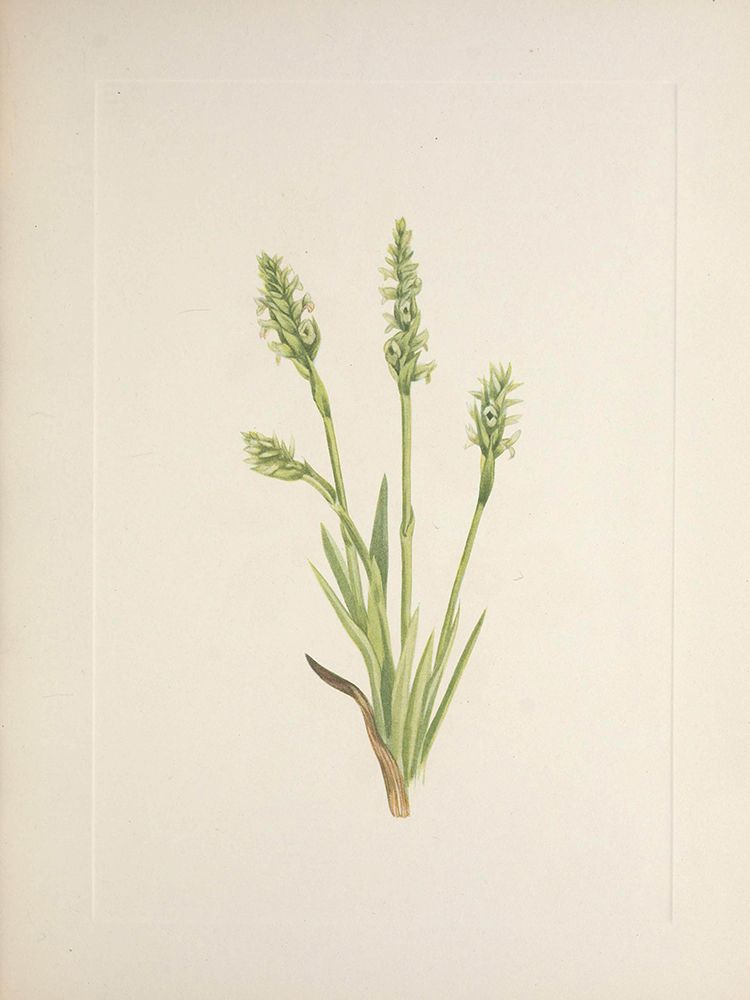 North American Wild Flowers 1925 - Hooded Ladies-tresses art print by Mary Walcott for $57.95 CAD