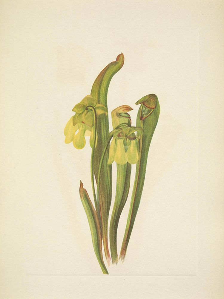 North American Wild Flowers 1925 - Hooded Pitcherplant art print by Mary Walcott for $57.95 CAD