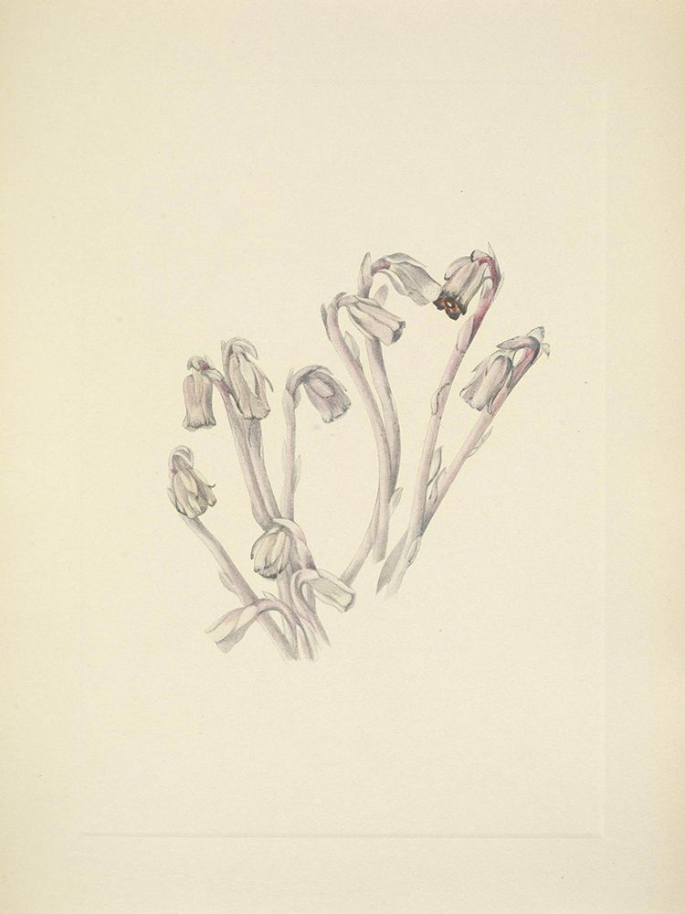 North American Wild Flowers 1925 - Indianpipe art print by Mary Walcott for $57.95 CAD