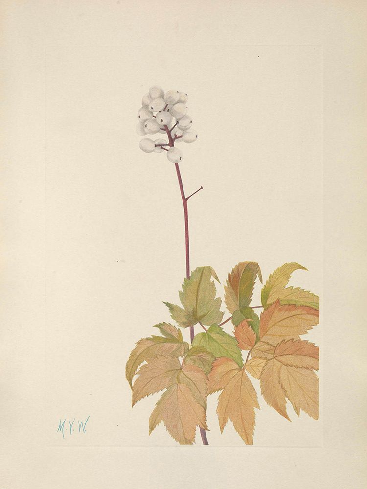 North American Wild Flowers 1925 - Ivory Baneberry art print by Mary Walcott for $57.95 CAD