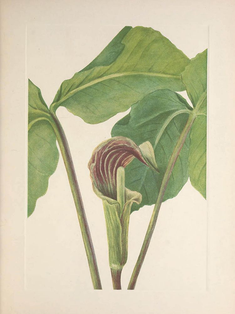 North American Wild Flowers 1925 - Jack-in-the-pulpit art print by Mary Walcott for $57.95 CAD