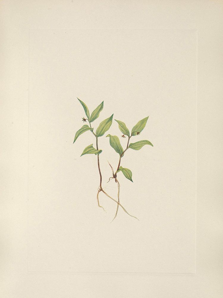 North American Wild Flowers 1925 - Kruhsea flower art print by Mary Walcott for $57.95 CAD