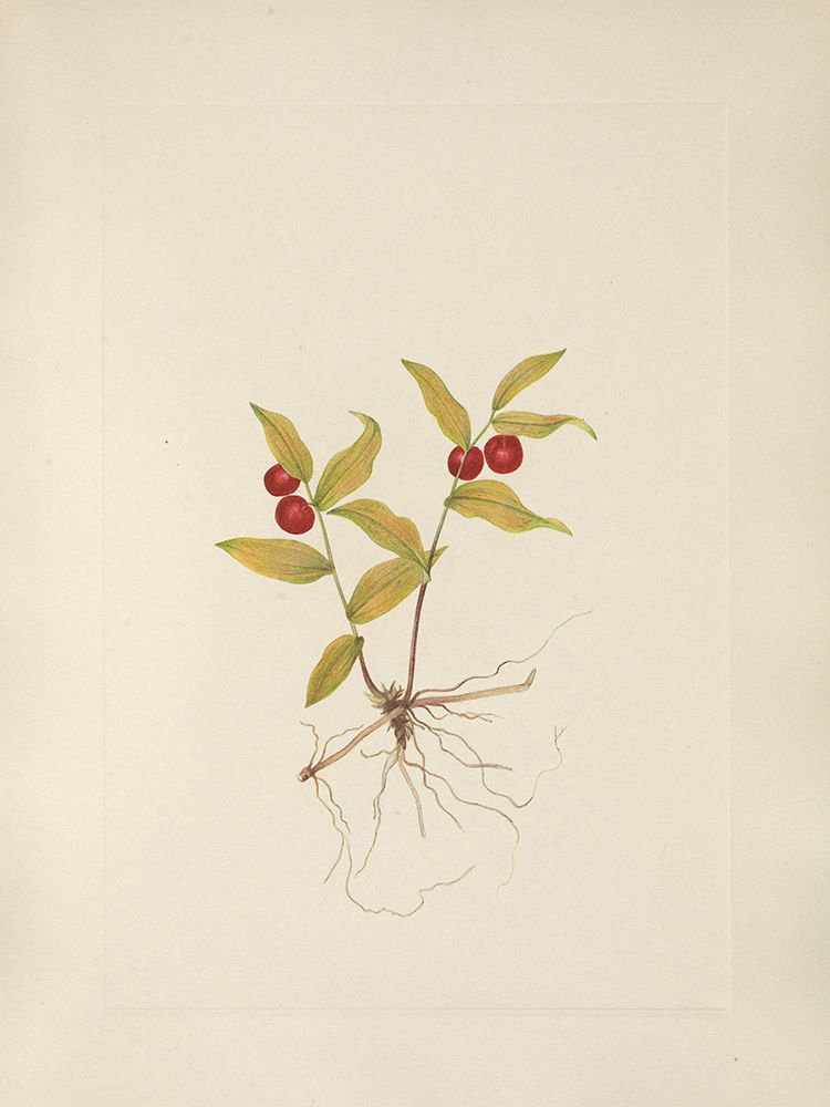 North American Wild Flowers 1925 - Kruhsea fruit art print by Mary Walcott for $57.95 CAD