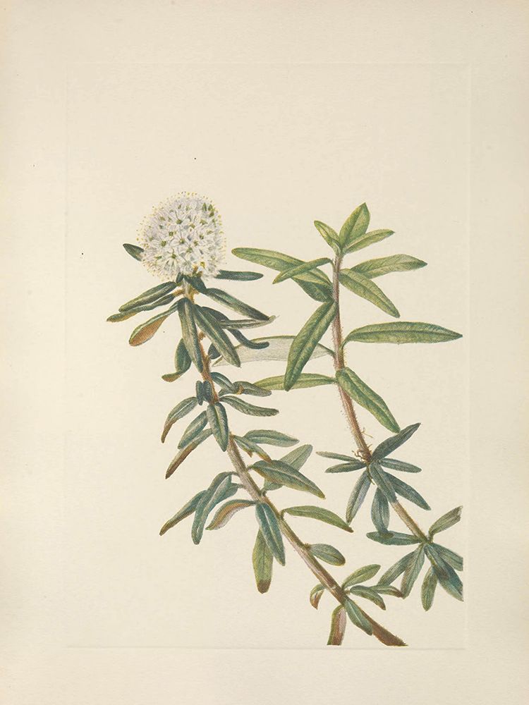 North American Wild Flowers 1925 - Labrador-tea art print by Mary Walcott for $57.95 CAD