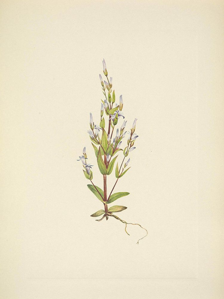 North American Wild Flowers 1925 - Ladder Gentian art print by Mary Walcott for $57.95 CAD