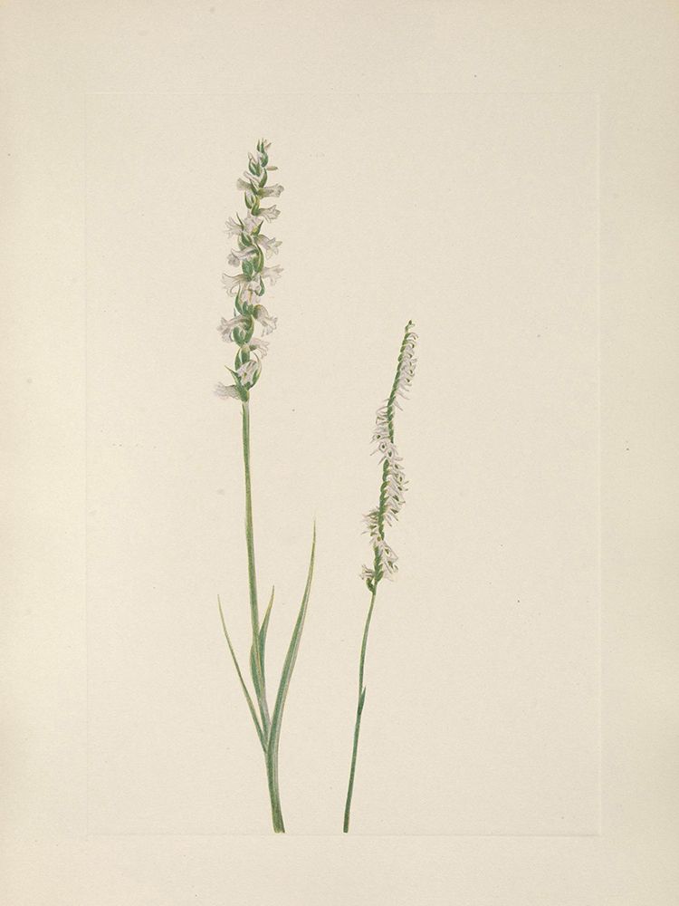 North American Wild Flowers 1925 - Ladies Tresses art print by Mary Walcott for $57.95 CAD