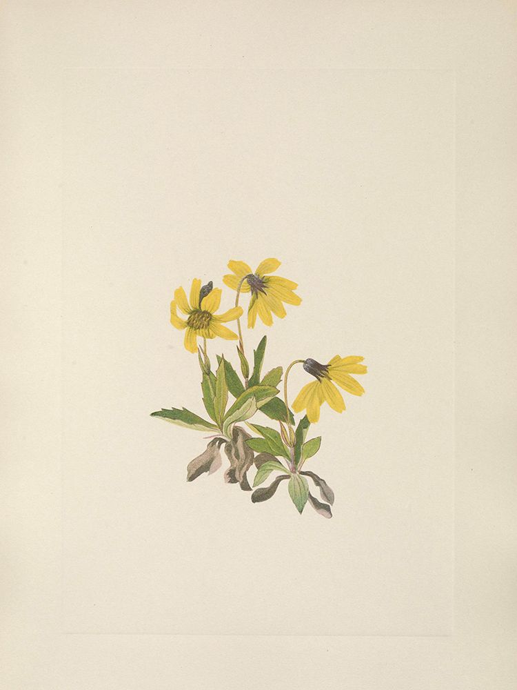 North American Wild Flowers 1925 - Lake Louise Arnica art print by Mary Walcott for $57.95 CAD
