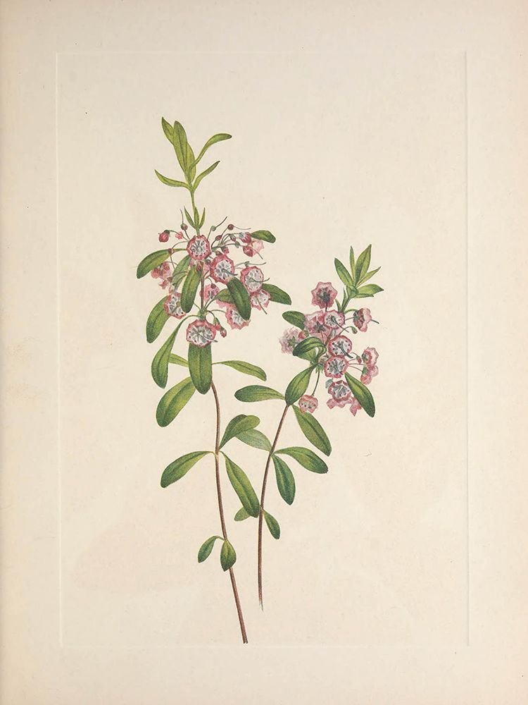 North American Wild Flowers 1925 - Lambkill art print by Mary Walcott for $57.95 CAD