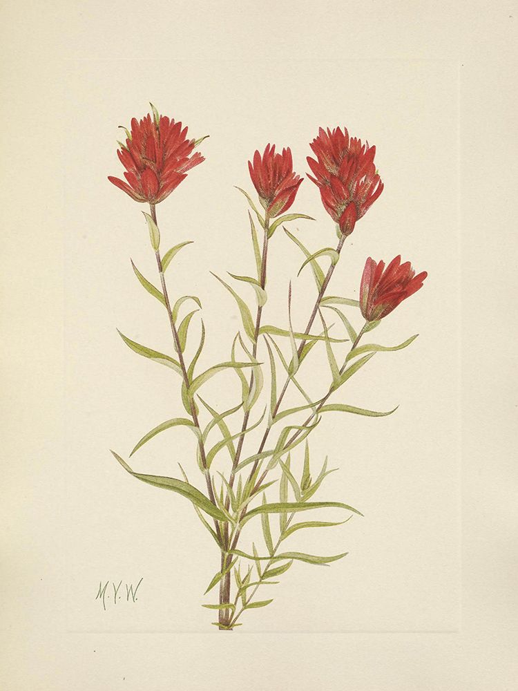 North American Wild Flowers 1925 - Lanceleaf Paintbrush art print by Mary Walcott for $57.95 CAD