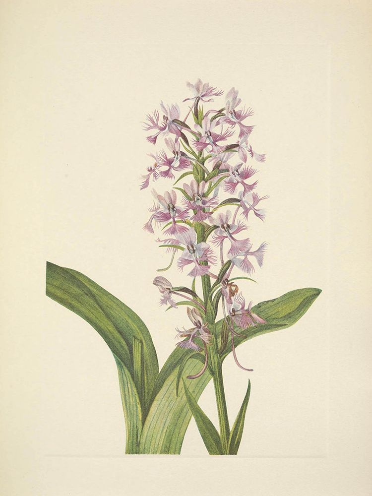 North American Wild Flowers 1925 - Large Purple-fringe Orchid art print by Mary Walcott for $57.95 CAD