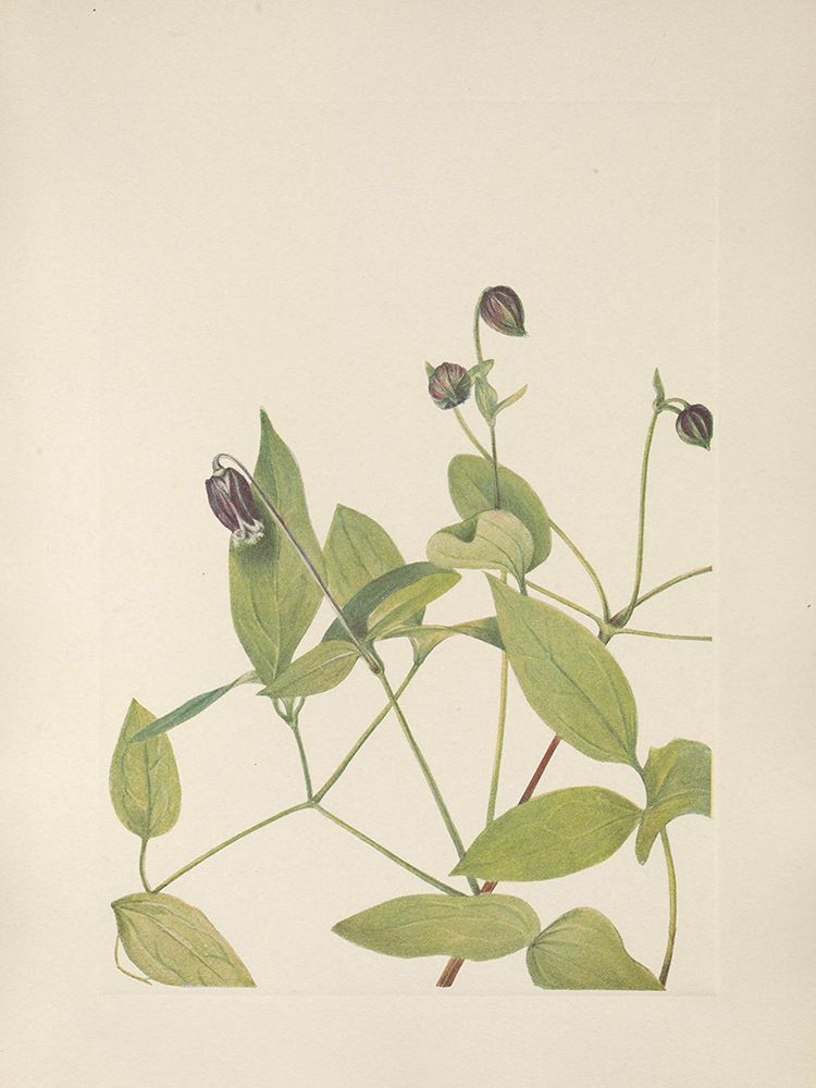 North American Wild Flowers 1925 - Leatherflower art print by Mary Walcott for $57.95 CAD