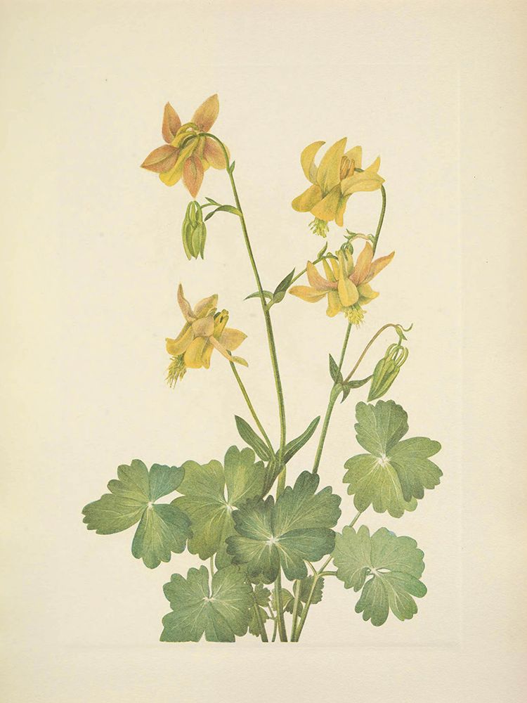 North American Wild Flowers 1925 - Lemon Columbine art print by Mary Walcott for $57.95 CAD