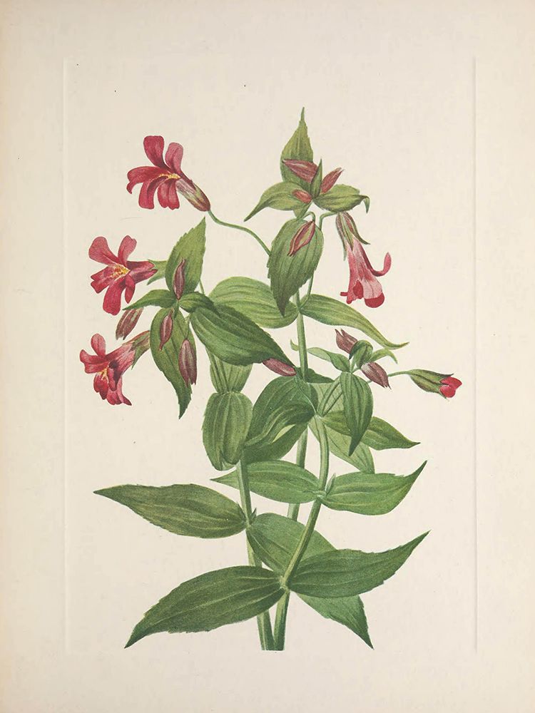 North American Wild Flowers 1925 - Lewis Monkeyflower art print by Mary Walcott for $57.95 CAD