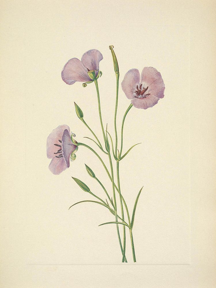North American Wild Flowers 1925 - Lilac Mariposa art print by Mary Walcott for $57.95 CAD