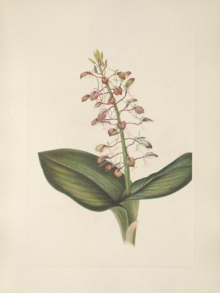 North American Wild Flowers 1925 - Lily Twayblade art print by Mary Walcott for $57.95 CAD