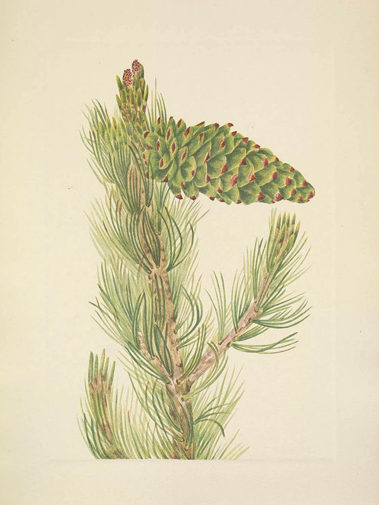 North American Wild Flowers 1925 - Limber Pine art print by Mary Walcott for $57.95 CAD