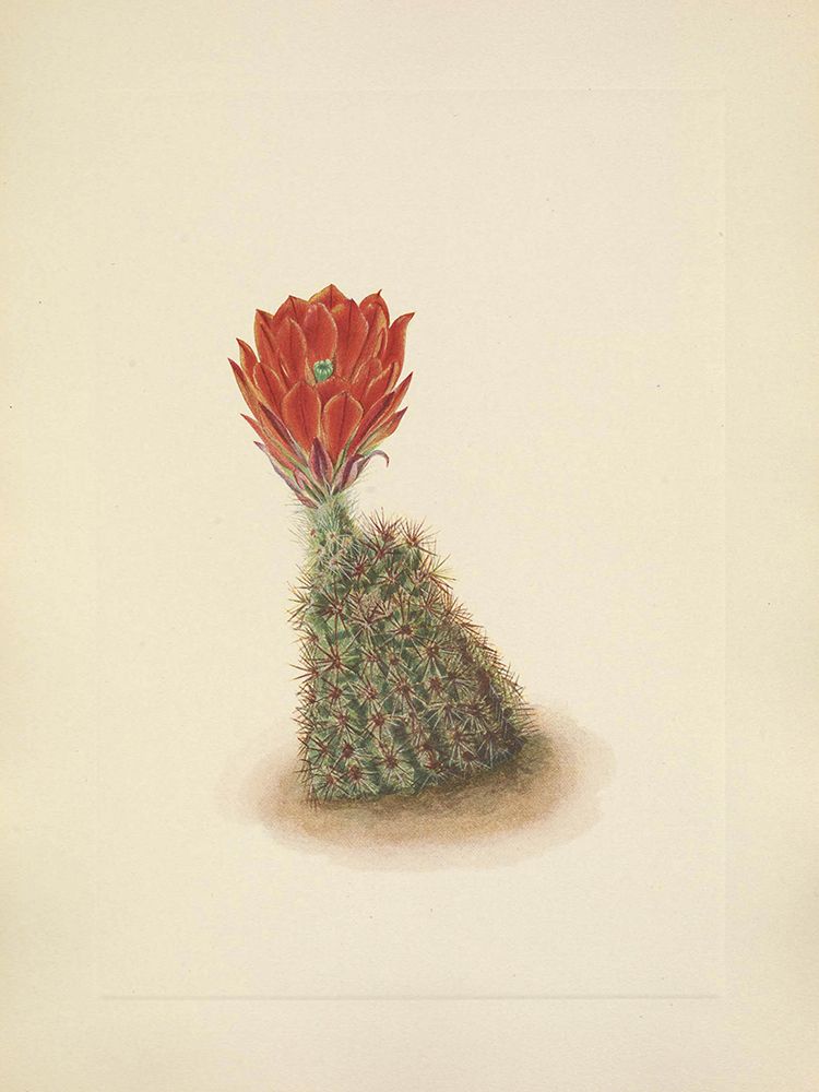 North American Wild Flowers 1925 - Lloyds Strawberry-cactus art print by Mary Walcott for $57.95 CAD