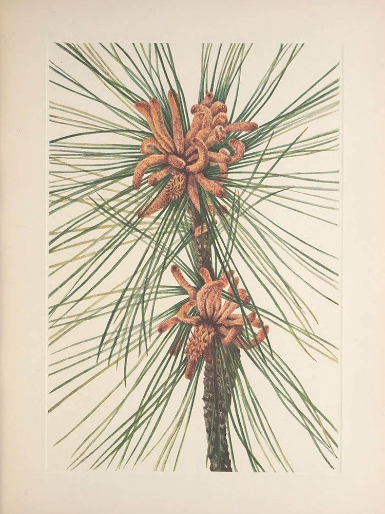 North American Wild Flowers 1925 - Loblolly Pine art print by Mary Walcott for $57.95 CAD