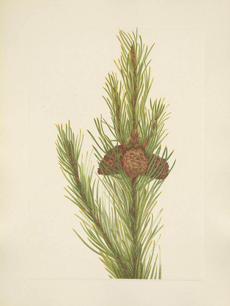 North American Wild Flowers 1925 - Lodgepole Pine art print by Mary Walcott for $57.95 CAD