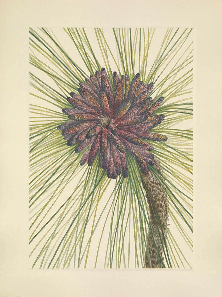 North American Wild Flowers 1925 - Longleaf Pine art print by Mary Walcott for $57.95 CAD