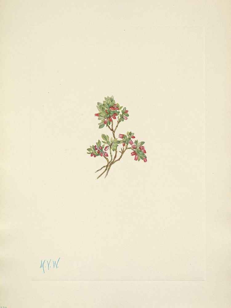 North American Wild Flowers 1925 - Low Whortleberry art print by Mary Walcott for $57.95 CAD