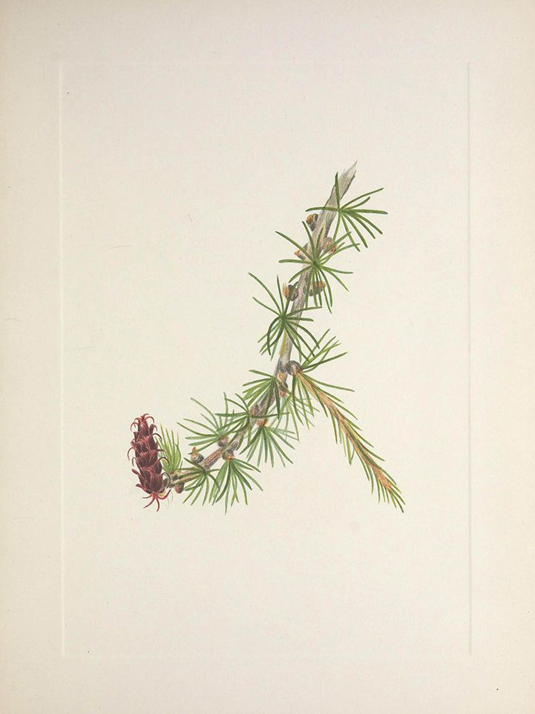 North American Wild Flowers 1925 - Lyall Larch art print by Mary Walcott for $57.95 CAD