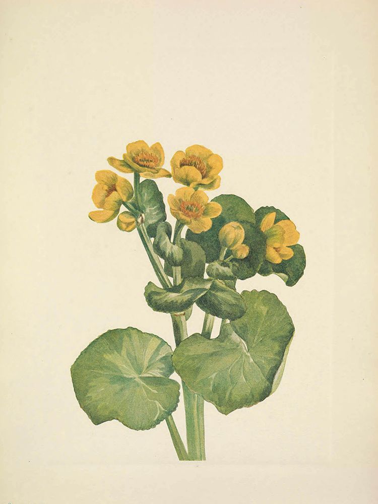 North American Wild Flowers 1925 - Marshmarigold art print by Mary Walcott for $57.95 CAD