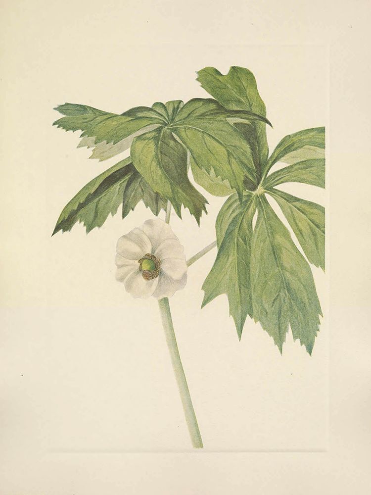 North American Wild Flowers 1925 - Mayapple art print by Mary Walcott for $57.95 CAD