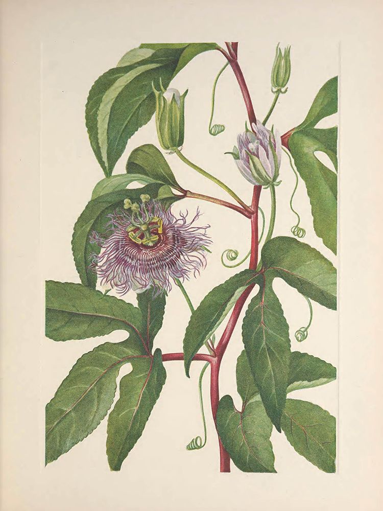 North American Wild Flowers 1925 - Maypop art print by Mary Walcott for $57.95 CAD
