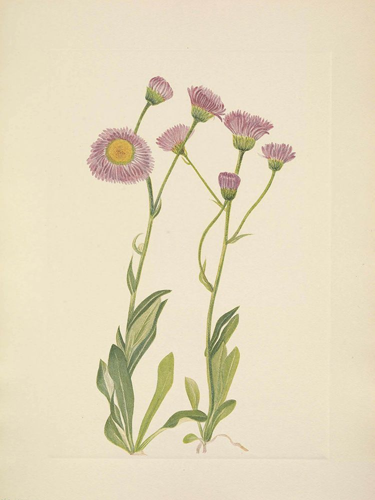 North American Wild Flowers 1925 - Meadow Fleabane art print by Mary Walcott for $57.95 CAD