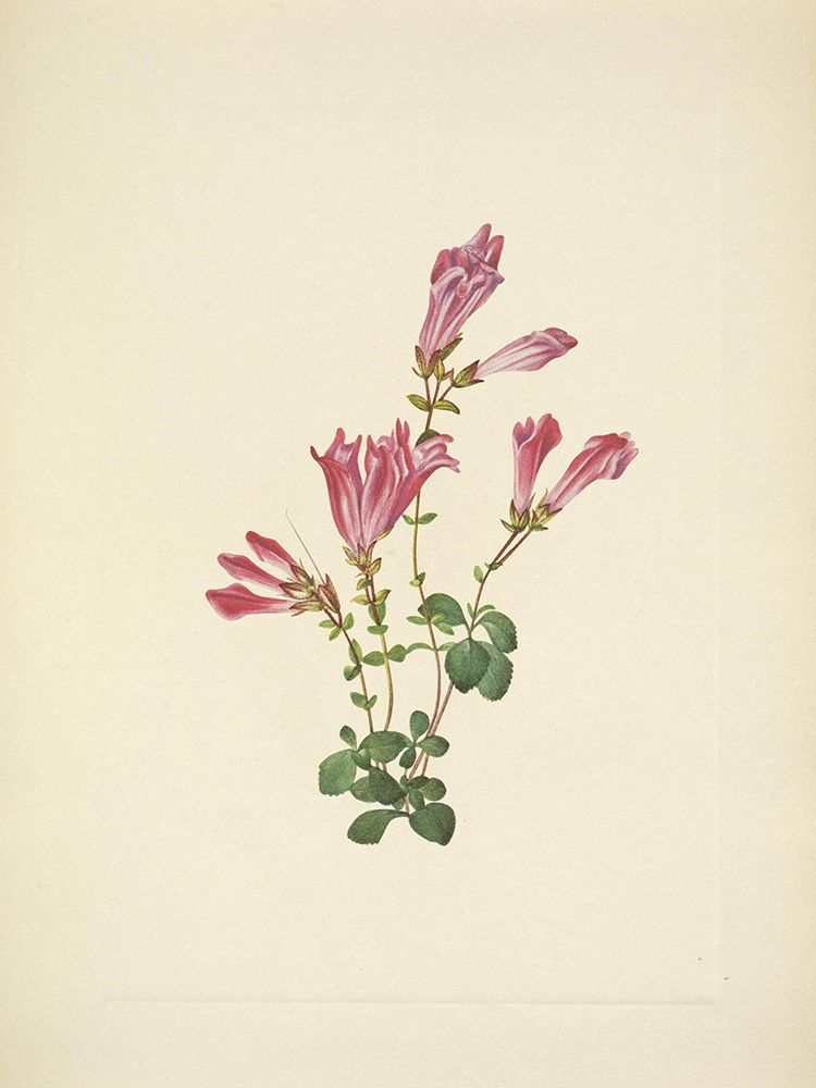 North American Wild Flowers 1925 - Menzies Pentstemon art print by Mary Walcott for $57.95 CAD