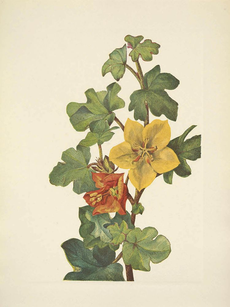 North American Wild Flowers 1925 - Mexican Fremontia art print by Mary Walcott for $57.95 CAD