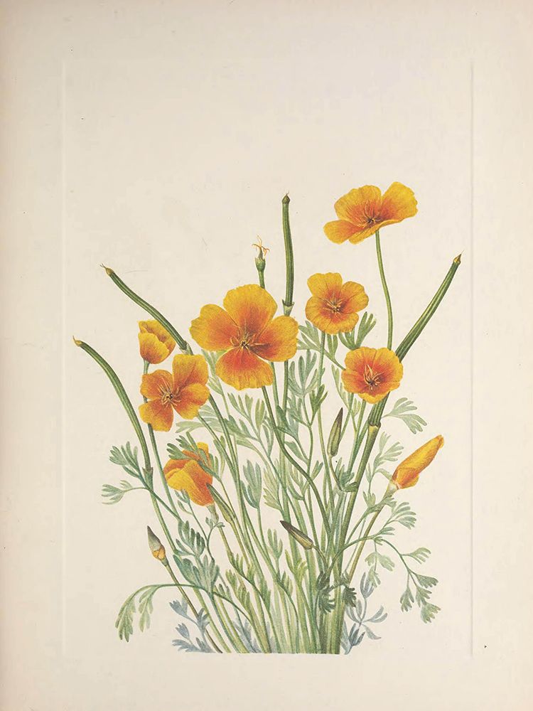 North American Wild Flowers 1925 - Mexican Poppy art print by Mary Walcott for $57.95 CAD