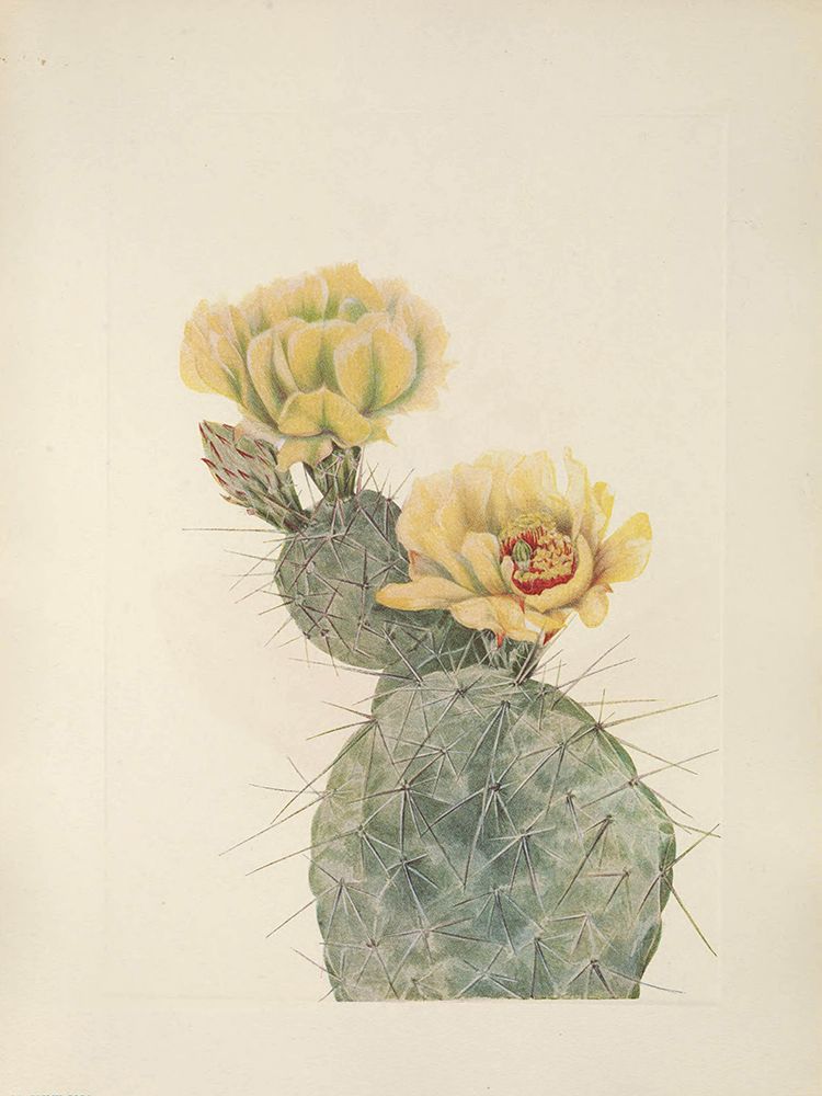 North American Wild Flowers 1925 - Missouri Prickly Pear art print by Mary Walcott for $57.95 CAD