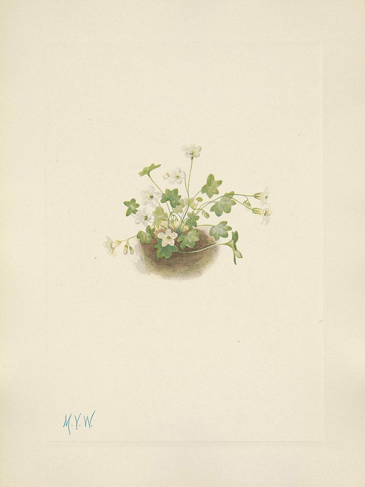 North American Wild Flowers 1925 - Mistmaiden art print by Mary Walcott for $57.95 CAD