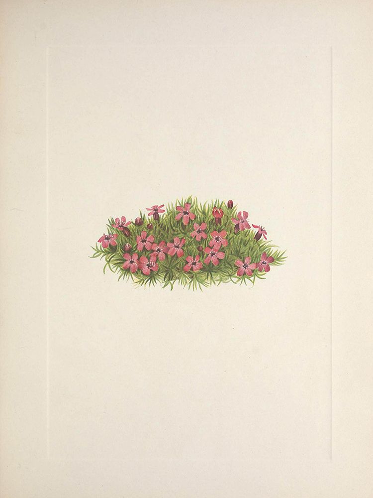 North American Wild Flowers 1925 - Moss Campion art print by Mary Walcott for $57.95 CAD