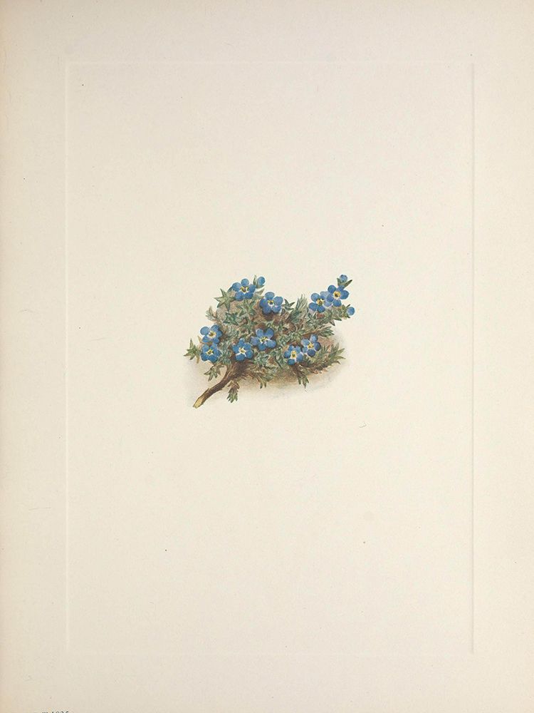North American Wild Flowers 1925 - Moss Forget-me-not art print by Mary Walcott for $57.95 CAD