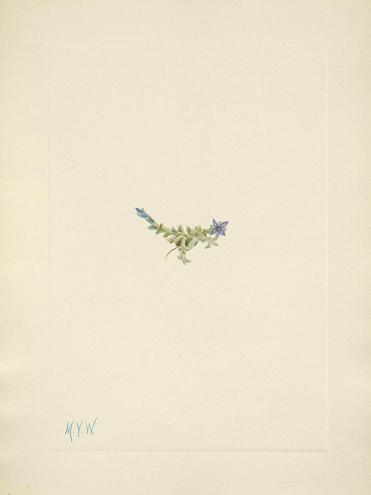 North American Wild Flowers 1925 - Moss Gentian art print by Mary Walcott for $57.95 CAD