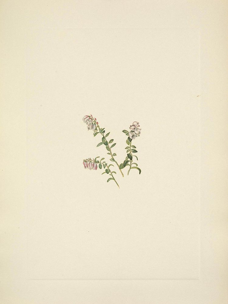 North American Wild Flowers 1925 - Mountain Cranberry flower art print by Mary Walcott for $57.95 CAD