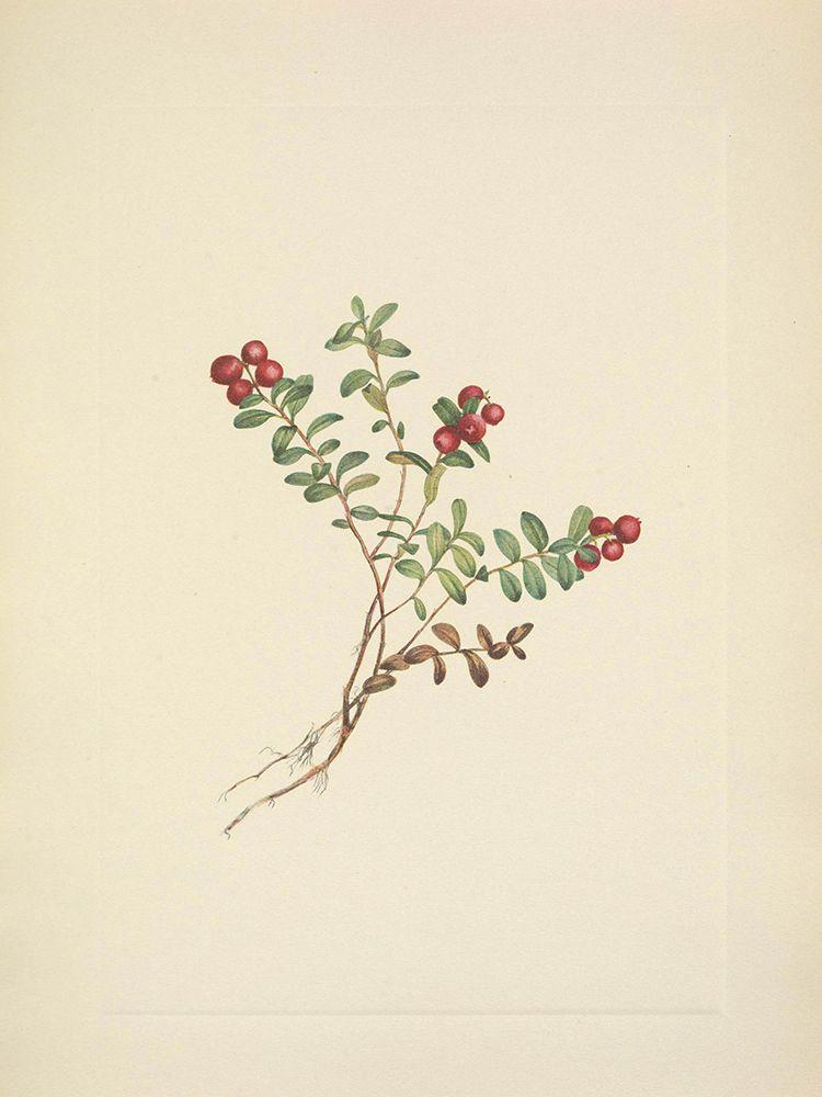 North American Wild Flowers 1925 - Mountain Cranberry fruit art print by Mary Walcott for $57.95 CAD