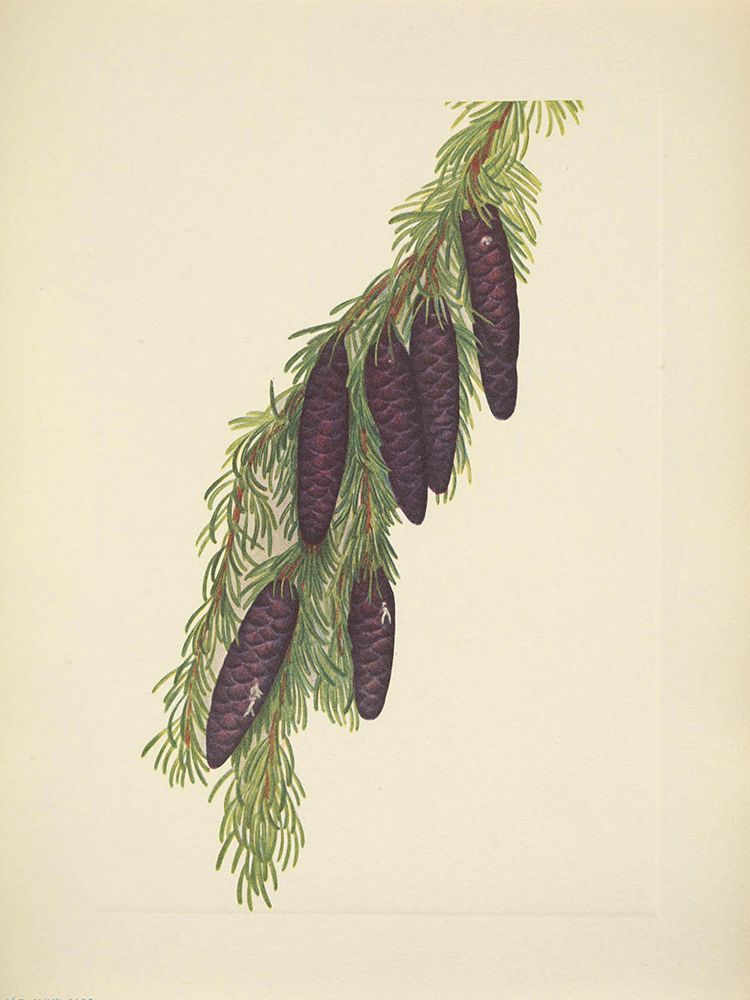 North American Wild Flowers 1925 - Mountain Hemlock art print by Mary Walcott for $57.95 CAD