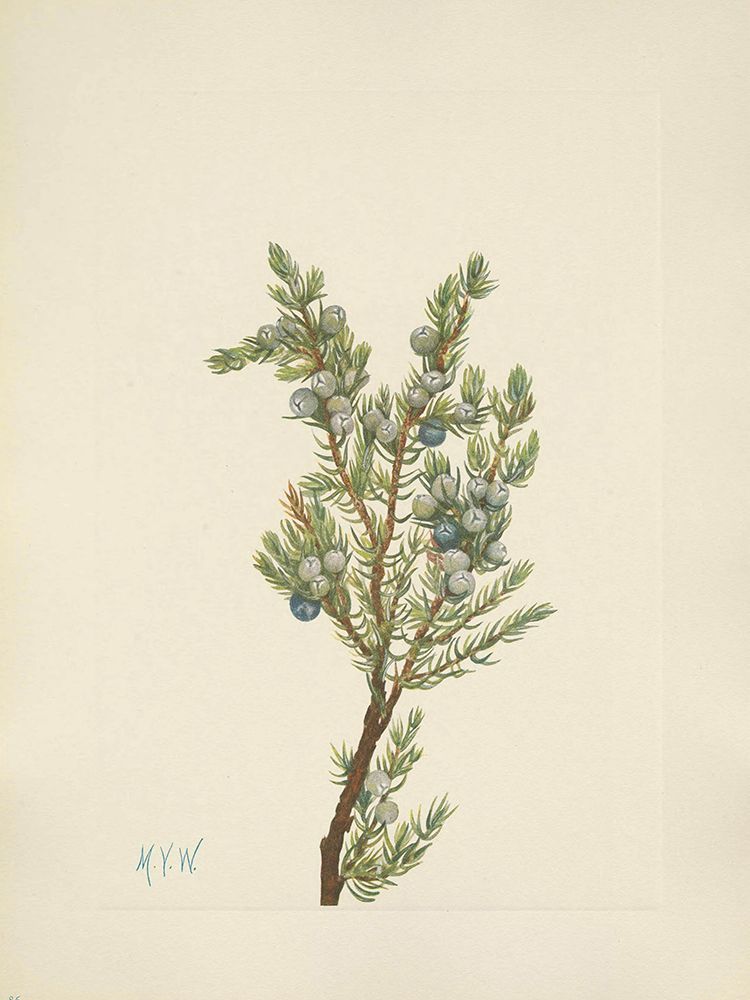 North American Wild Flowers 1925 - Mountain Juniper art print by Mary Walcott for $57.95 CAD