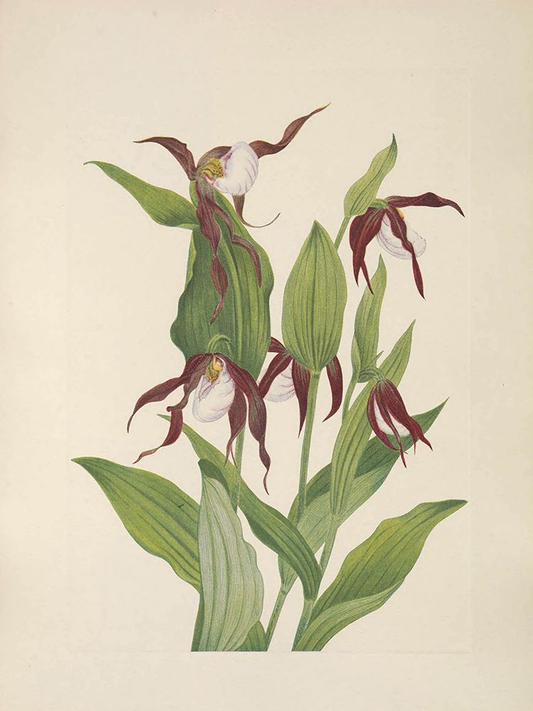 North American Wild Flowers 1925 - Mountain Ladys Slipper art print by Mary Walcott for $57.95 CAD