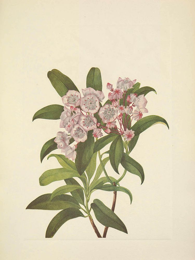 North American Wild Flowers 1925 - Mountain Laurel art print by Mary Walcott for $57.95 CAD