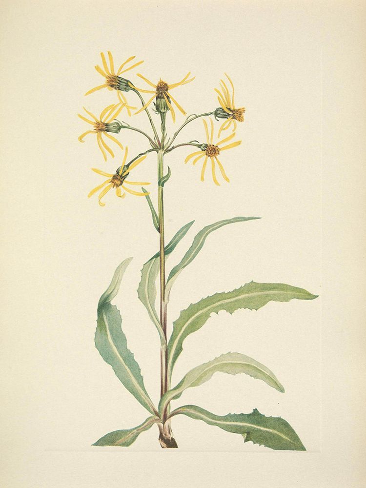 North American Wild Flowers 1925 - Mourning Groundsel art print by Mary Walcott for $57.95 CAD