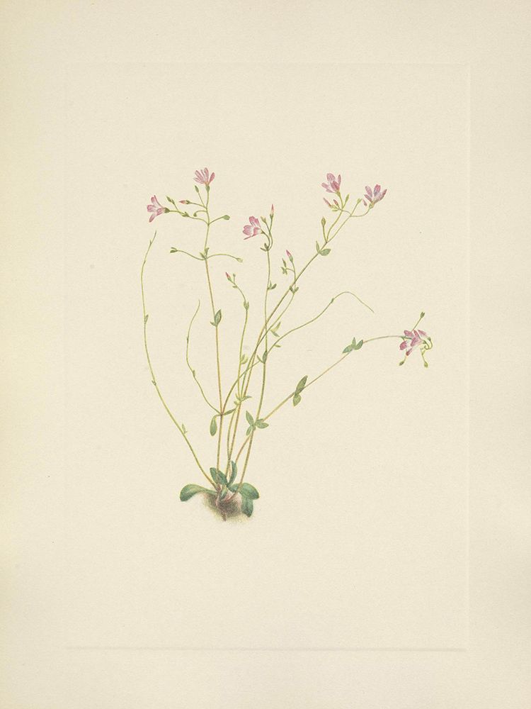 North American Wild Flowers 1925 - Naiad Springbeauty art print by Mary Walcott for $57.95 CAD