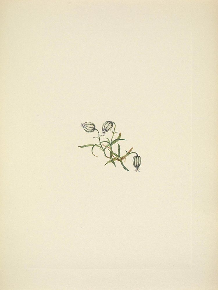 North American Wild Flowers 1925 - Nodding Campion art print by Mary Walcott for $57.95 CAD