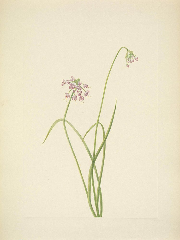 North American Wild Flowers 1925 - Nodding Onion art print by Mary Walcott for $57.95 CAD